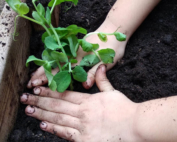 hort escolar les corts